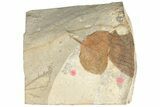 Fossil Leaf (Zizyphoides) - Montana #190451-2